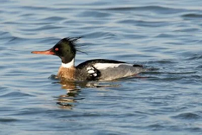 Merganser pettorosso