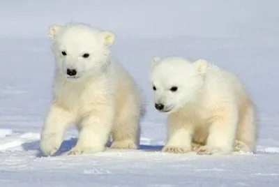 PEQUEÑOS OSOS POLARES jigsaw puzzle