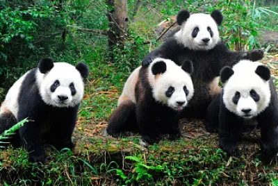 OSOS PANDA
