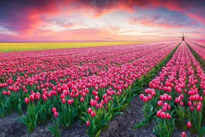 Campo de Flores Rosas