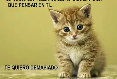cats23
