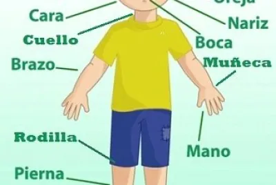 PARTES DEL CUERPO