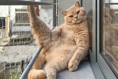 Mister Cat