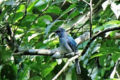 Pigliamosche blu pallido