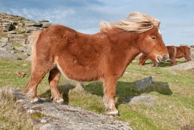 Ponei Dartmoor