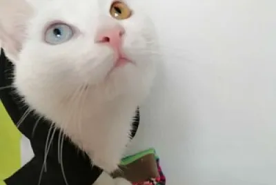 gata