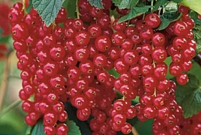 grapitas