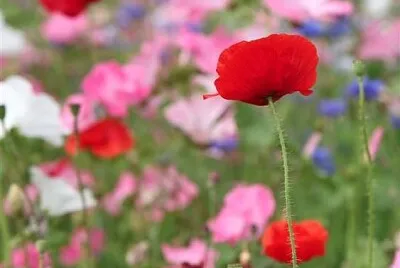 coquelicots