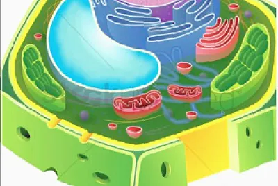 Célula vegetal