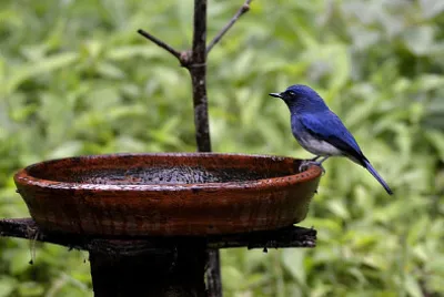 Pigliamosche blu dal ventre bianco