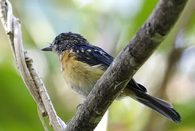 Pigliamosche blu di mangrovie