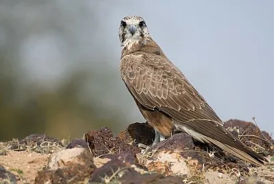 Laggar falcon
