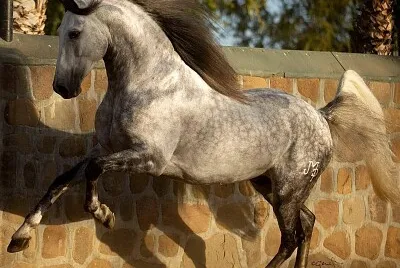 Pura Raça Espanhola