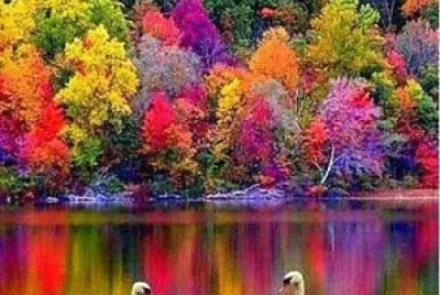 paisaje cisnes