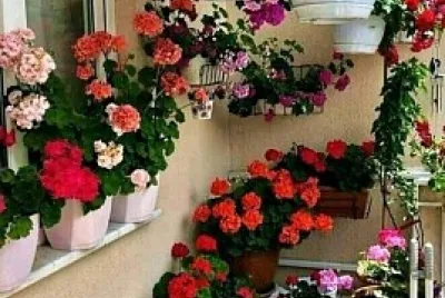 Flores