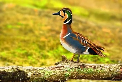 Baikal teal male