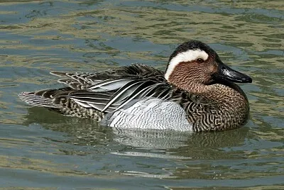 Garganey