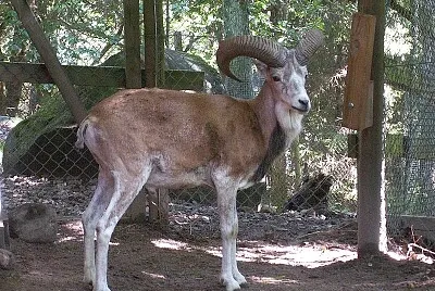 Tahr dell 'himalaya