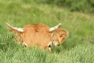 Veau