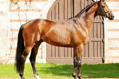 Trakehner