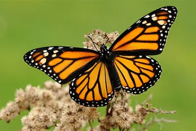 MARIPOSA MONARCA jigsaw puzzle