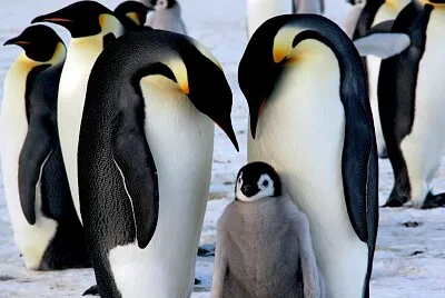 penguin