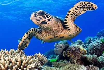TORTUGA MARINA jigsaw puzzle