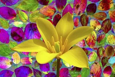 פאזל של Color Explosion