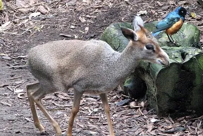 Dik dik di Gunther