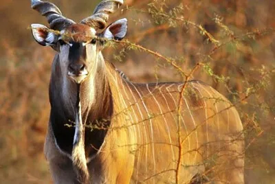 Antilope dalle corna a spirale