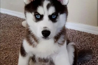 un cachorro husky siberiano