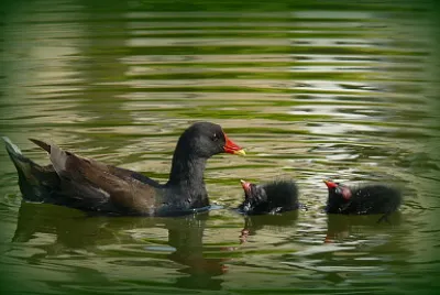 פאזל של Poule d 'eau et ses petits