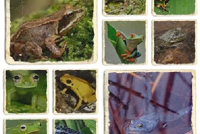cute frogs
