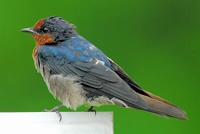 Rondine del pacifico