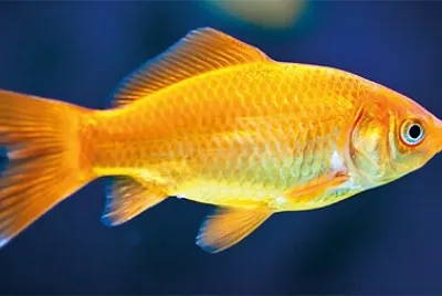 Goldfish