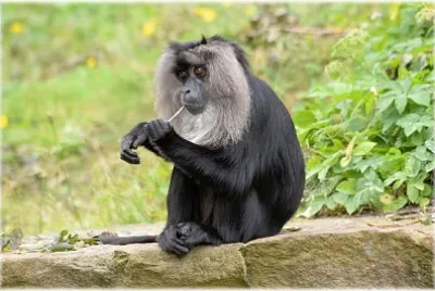 Macaco dalla coda di leone