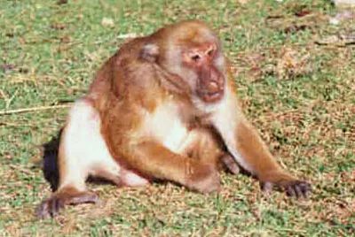 Macaco dell 'assam
