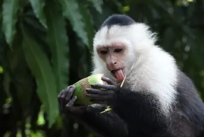 Cappuccino panamense dalla facciabianca