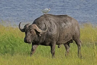 Bufalo africano