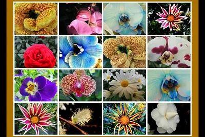 primavera jigsaw puzzle
