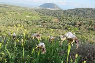 מעיין דן