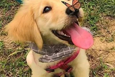 The Cute Dog