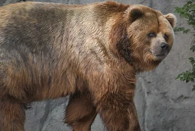 Orso kodiak