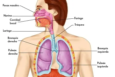 Sistema Respiratorio jigsaw puzzle