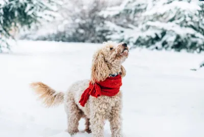 Cão da Neve