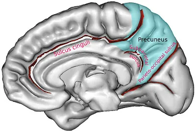Brain Slices 1