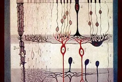 Cajal 's retina drawing