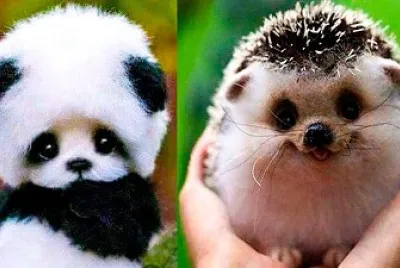Animal Puzzle