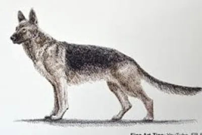german sheperd