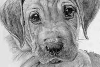 puppy